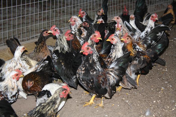 Could H5N1 Bird Flu Be the Next Pandemic?